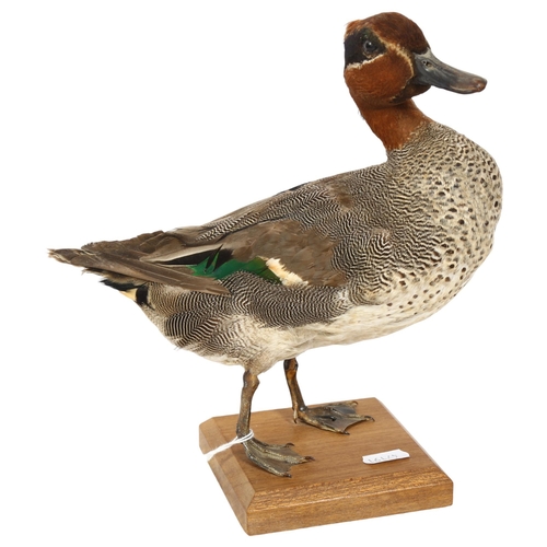 333 - TAXIDERMY - an Eurasian green winged teal, overall height 25cm