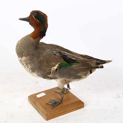 333 - TAXIDERMY - an Eurasian green winged teal, overall height 25cm