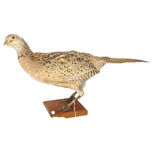 334 - TAXIDERMY - a French pheasant on stepped base, length 61cm