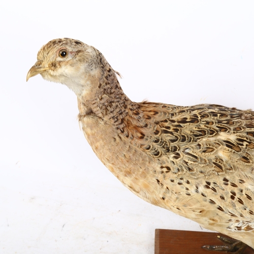 334 - TAXIDERMY - a French pheasant on stepped base, length 61cm