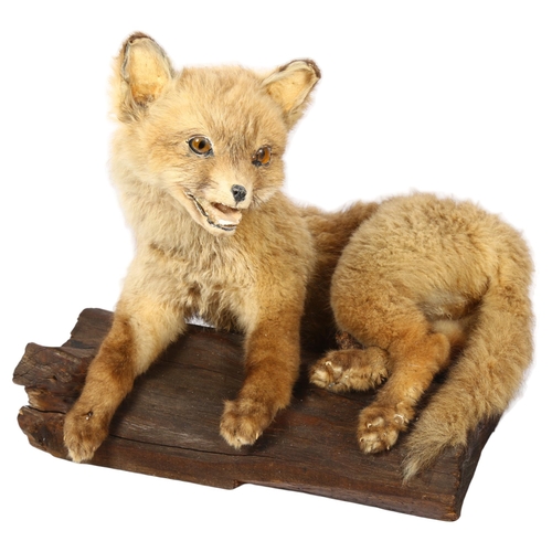 335 - TAXIDERMY - a small taxidermy fox on naturalistic plinth, L30cm