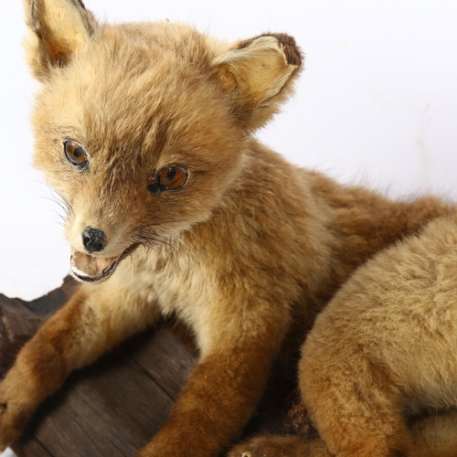 335 - TAXIDERMY - a small taxidermy fox on naturalistic plinth, L30cm