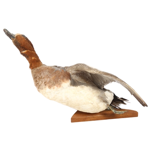 336 - TAXIDERMY - a duck on stand, overall length 50cm