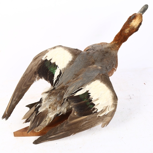 336 - TAXIDERMY - a duck on stand, overall length 50cm