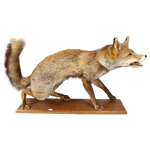 337 - TAXIDERMY - a large study of a fox, on stand, L70cm