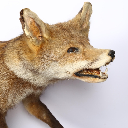 337 - TAXIDERMY - a large study of a fox, on stand, L70cm