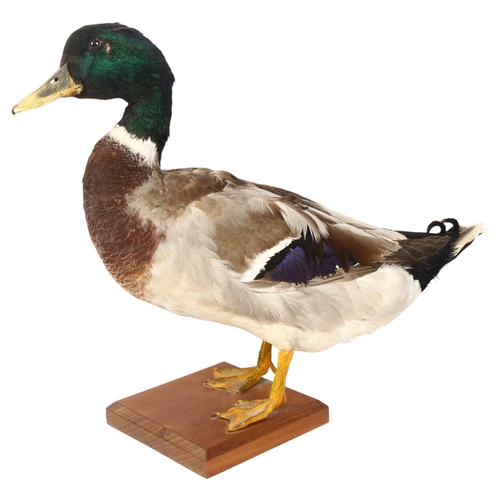 338 - TAXIDERMY - a Rouen duck on chamfered stand, overall height 38cm