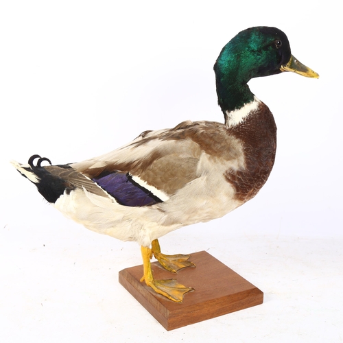 338 - TAXIDERMY - a Rouen duck on chamfered stand, overall height 38cm