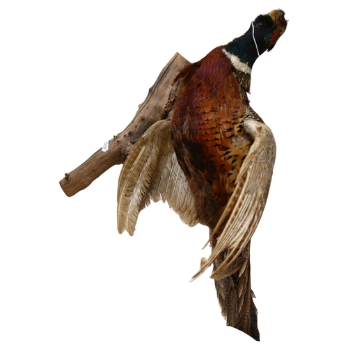 339 - TAXIDERMY - a pheasant on naturalistic branch, L70cm approx