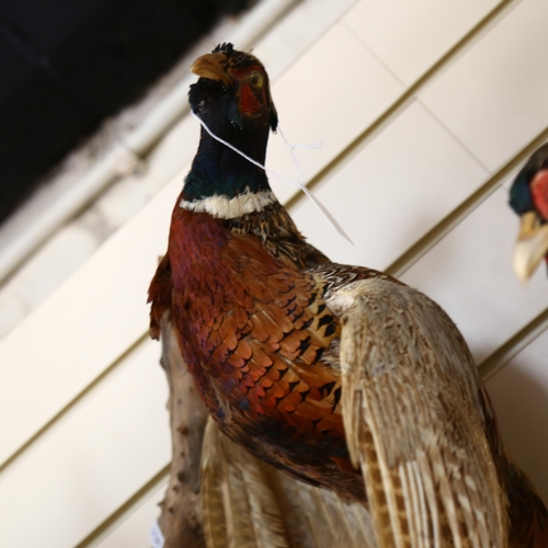 339 - TAXIDERMY - a pheasant on naturalistic branch, L70cm approx