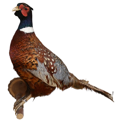 340 - TAXIDERMY - a pheasant on stand, L80cm approx