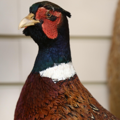 340 - TAXIDERMY - a pheasant on stand, L80cm approx