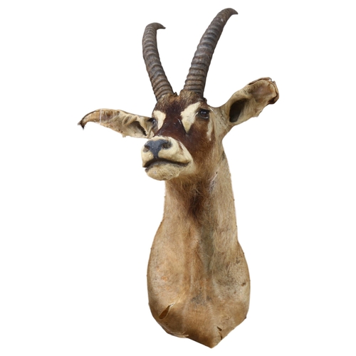 341 - TAXIDERMY - a large antelope head and shoulder, depth 80cm