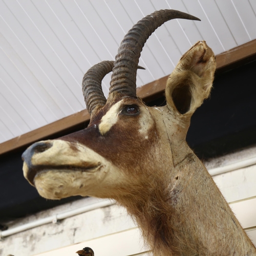 341 - TAXIDERMY - a large antelope head and shoulder, depth 80cm