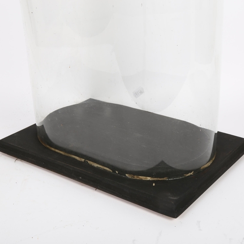 560 - A modern glass dome, on fitted wooden display stand, dome height including stand 43cm, length 31cm, ... 