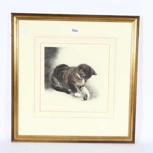 2824 - An original engraving, cat study, indistinctly signed in pencil on the mount, image 26cm x 26cm, 50c... 