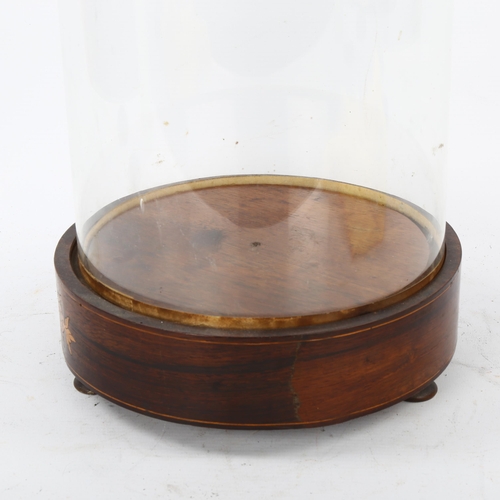 116 - A Victorian glass dome on original rosewood and marquetry inlaid stand, overall height 54cm