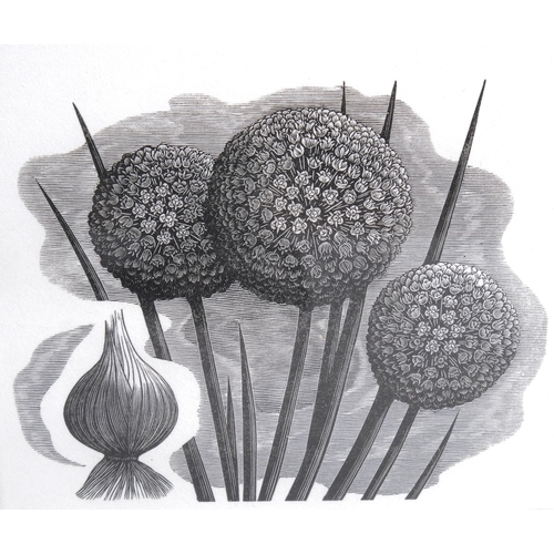 495 - George Mackley (1900-1983), wood engraving on paper, Onion Flowers, from the suite Weeds and Wild Fl... 