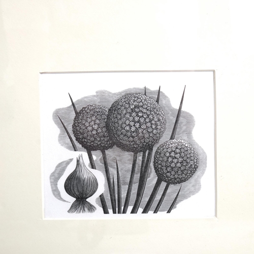 495 - George Mackley (1900-1983), wood engraving on paper, Onion Flowers, from the suite Weeds and Wild Fl... 