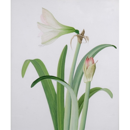 519 - Fiona Bell Currie, study of amaryllis, signed and dated 1982, 35cm x 25cm, together with 2 other sti... 