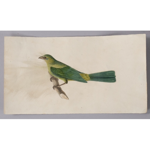 541 - Indian Company School, exotic bird study, circa 1830s, watercolour on paper, 13cm x 24cm, unframed