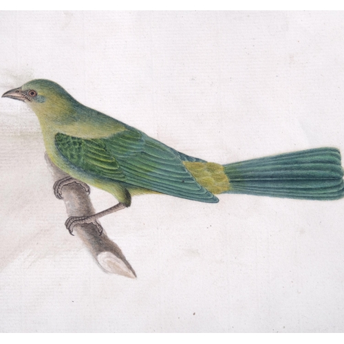 541 - Indian Company School, exotic bird study, circa 1830s, watercolour on paper, 13cm x 24cm, unframed