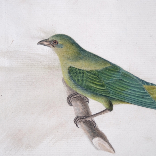 541 - Indian Company School, exotic bird study, circa 1830s, watercolour on paper, 13cm x 24cm, unframed