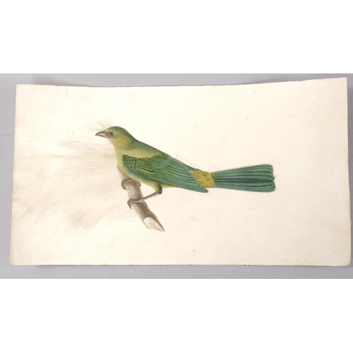 541 - Indian Company School, exotic bird study, circa 1830s, watercolour on paper, 13cm x 24cm, unframed