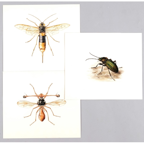 555 - Brian Hargreaves (1935 - 2011), 3 entomological studies, watercolour on paper, 26cm x 31cm