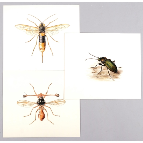 555 - Brian Hargreaves (1935 - 2011), 3 entomological studies, watercolour on paper, 26cm x 31cm