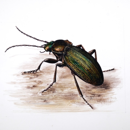 555 - Brian Hargreaves (1935 - 2011), 3 entomological studies, watercolour on paper, 26cm x 31cm