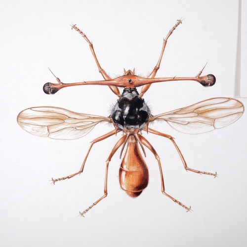 555 - Brian Hargreaves (1935 - 2011), 3 entomological studies, watercolour on paper, 26cm x 31cm