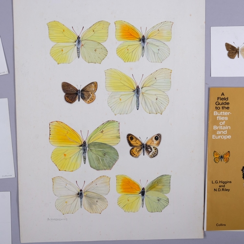 559 - Brian Hargreaves (1935 - 2011), collection of miniature highly detailed butterfly drawings and water... 