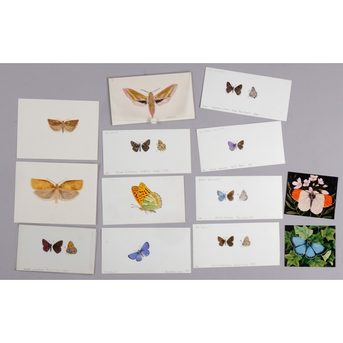 559 - Brian Hargreaves (1935 - 2011), collection of miniature highly detailed butterfly drawings and water... 