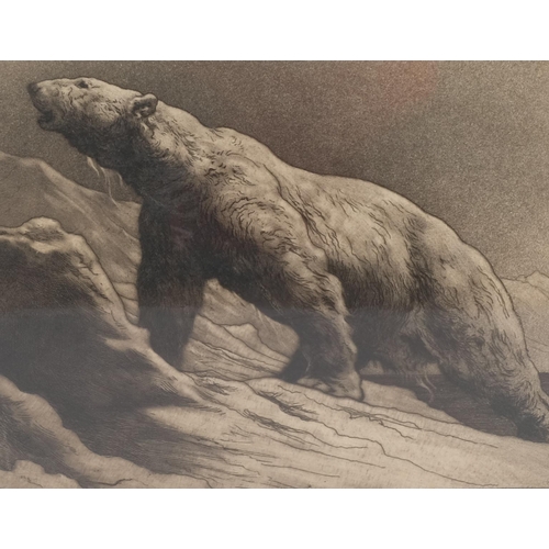 575 - Herbert Dicksee (1862 - 1942), a polar bear, etching, signed in pencil, plate 21cm x 27cm, framed