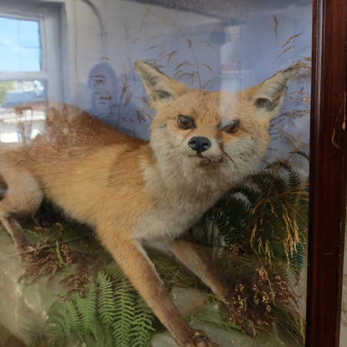 219 - TAXIDERMY - a fox on a naturalistic rock and fern setting, mounted in a glazed case, case width 107c... 