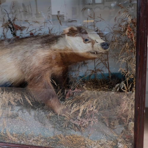 220 - TAXIDERMY - a badger on a naturalistic rock and wheat stand, mounted in glazed case, W94cm, H50cm, D... 