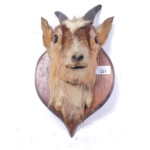 221 - TAXIDERMY - a small goat's head on pine shield plaque, overall length 34cm