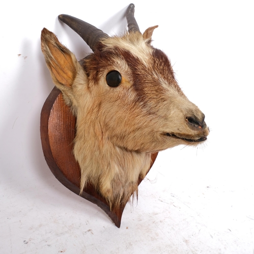 221 - TAXIDERMY - a small goat's head on pine shield plaque, overall length 34cm