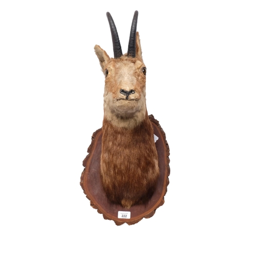 222 - TAXIDERMY - a chamois on oak plinth, H35cm