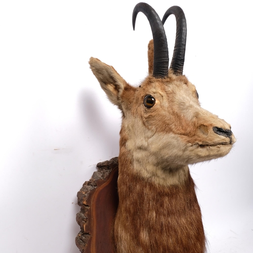 222 - TAXIDERMY - a chamois on oak plinth, H35cm