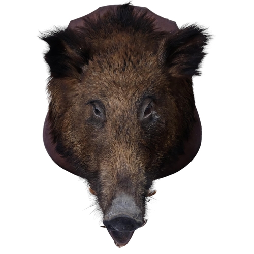 223 - TAXIDERMY - a boar's head on oak shield plaque, L56cm