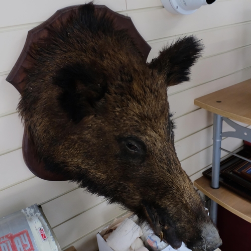 223 - TAXIDERMY - a boar's head on oak shield plaque, L56cm