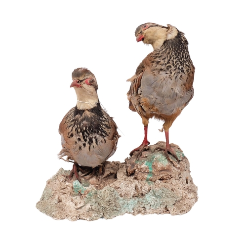 224 - TAXIDERMY - a pair of partridges, H31cm