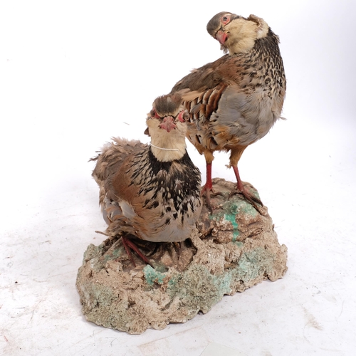 224 - TAXIDERMY - a pair of partridges, H31cm