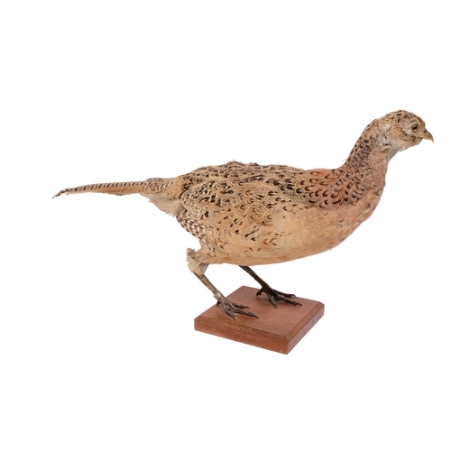 225 - TAXIDERMY - a French pheasant on stepped base, length 61cm