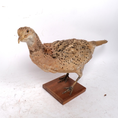 225 - TAXIDERMY - a French pheasant on stepped base, length 61cm