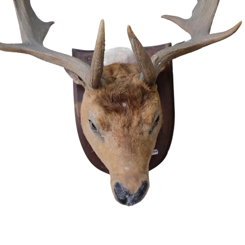 226 - TAXIDERMY - a horned deer's head mounted on an oak shield plaque, height including horns approx 86cm