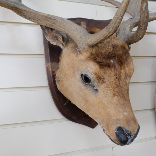 226 - TAXIDERMY - a horned deer's head mounted on an oak shield plaque, height including horns approx 86cm