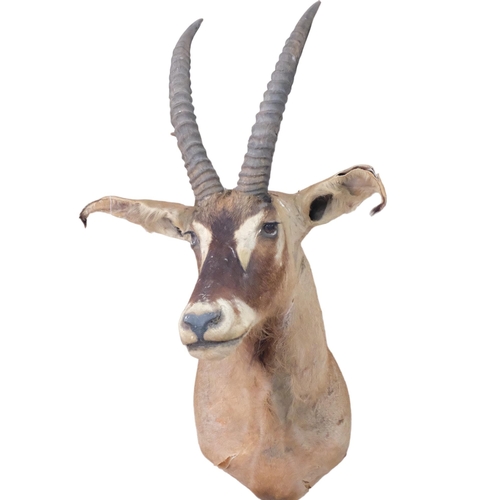 227 - TAXIDERMY - a large antelope head and shoulder, depth 80cm